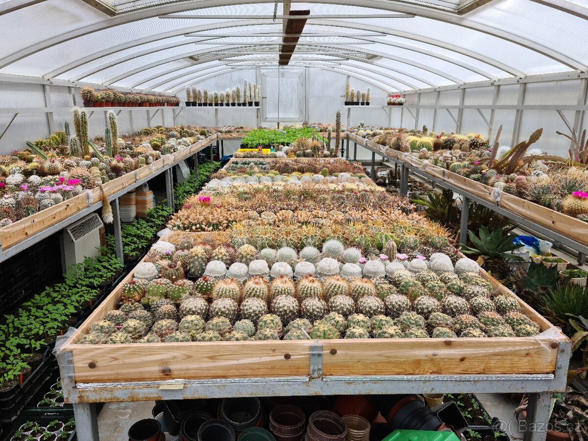 Prodám rozsáhlou sbírku kaktusů - 10