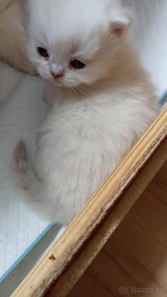 Britská kočička s PP - 10