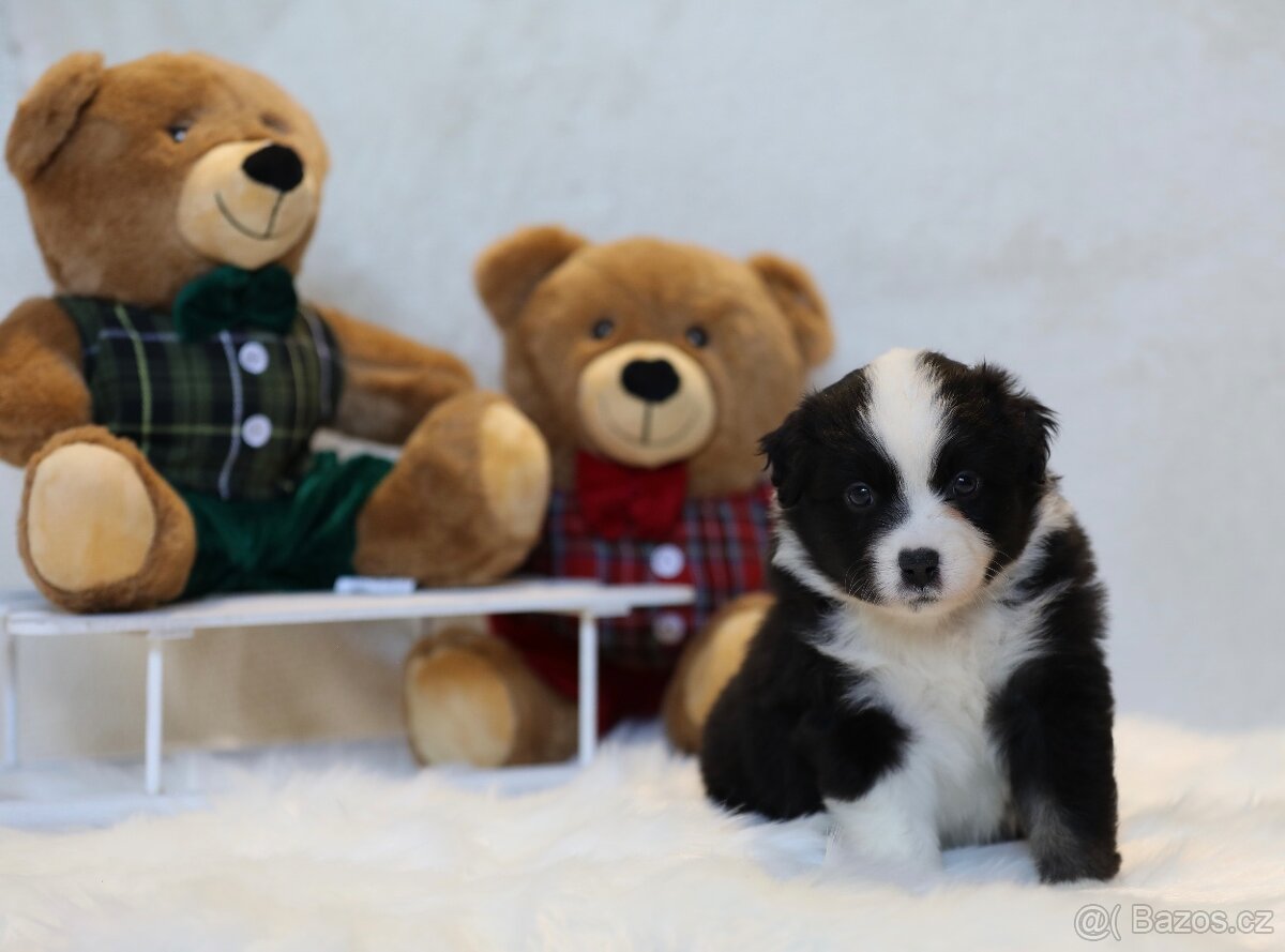 Miniaturní americký ovčák - 10