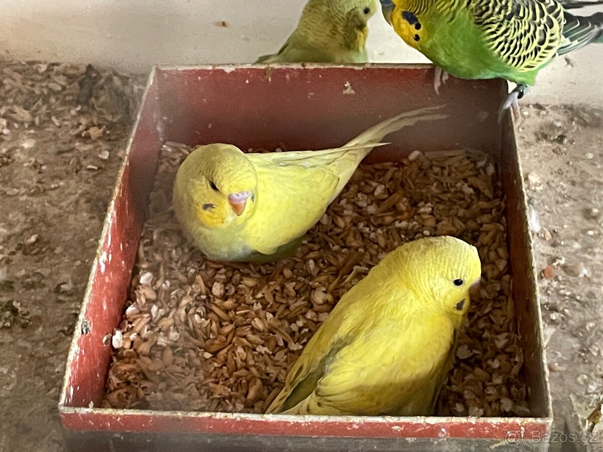 Andulka- Mláďata na ochočení - 10