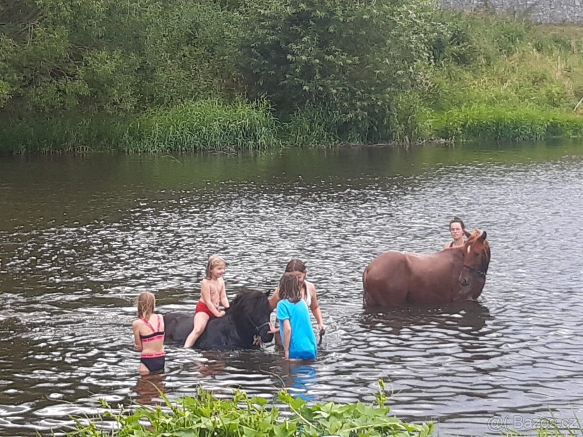 Lusitsno hřebec PSL z ověřeného spojení - 10