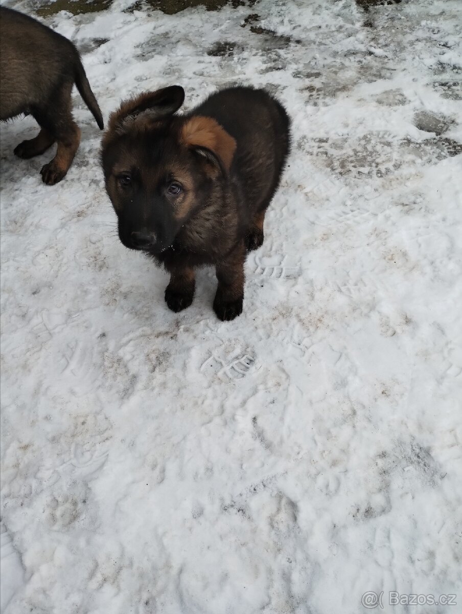 Německý ovčák - 10