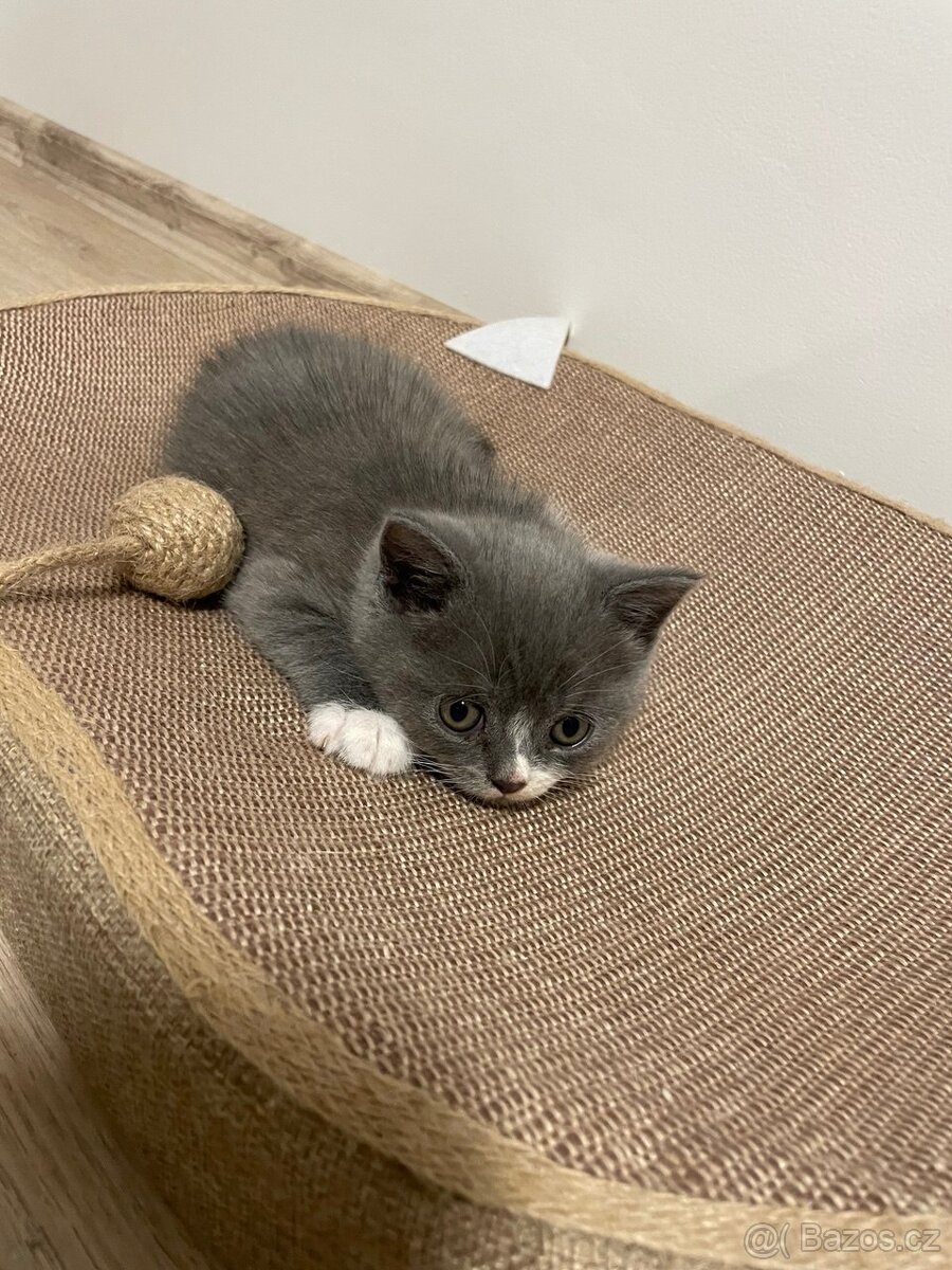 Britské kotě - 10