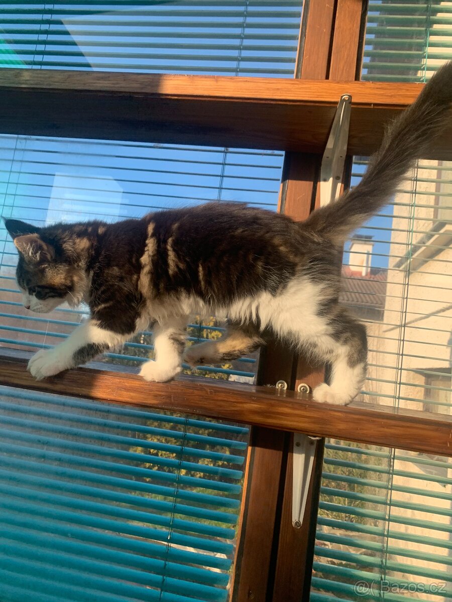 mainská mývalí kočka s PP - dva kocourci již brzo k odběru - 10