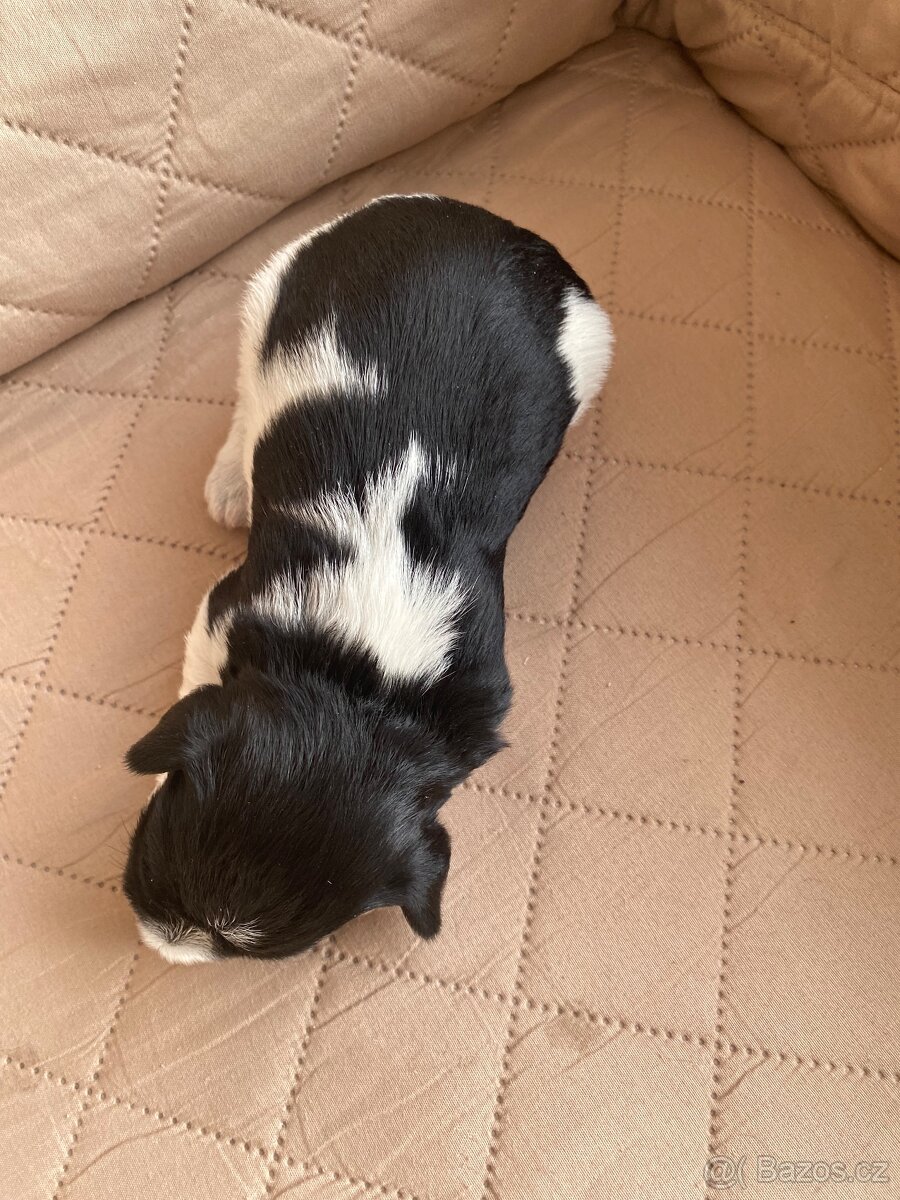 Knírač malý barevný - 10