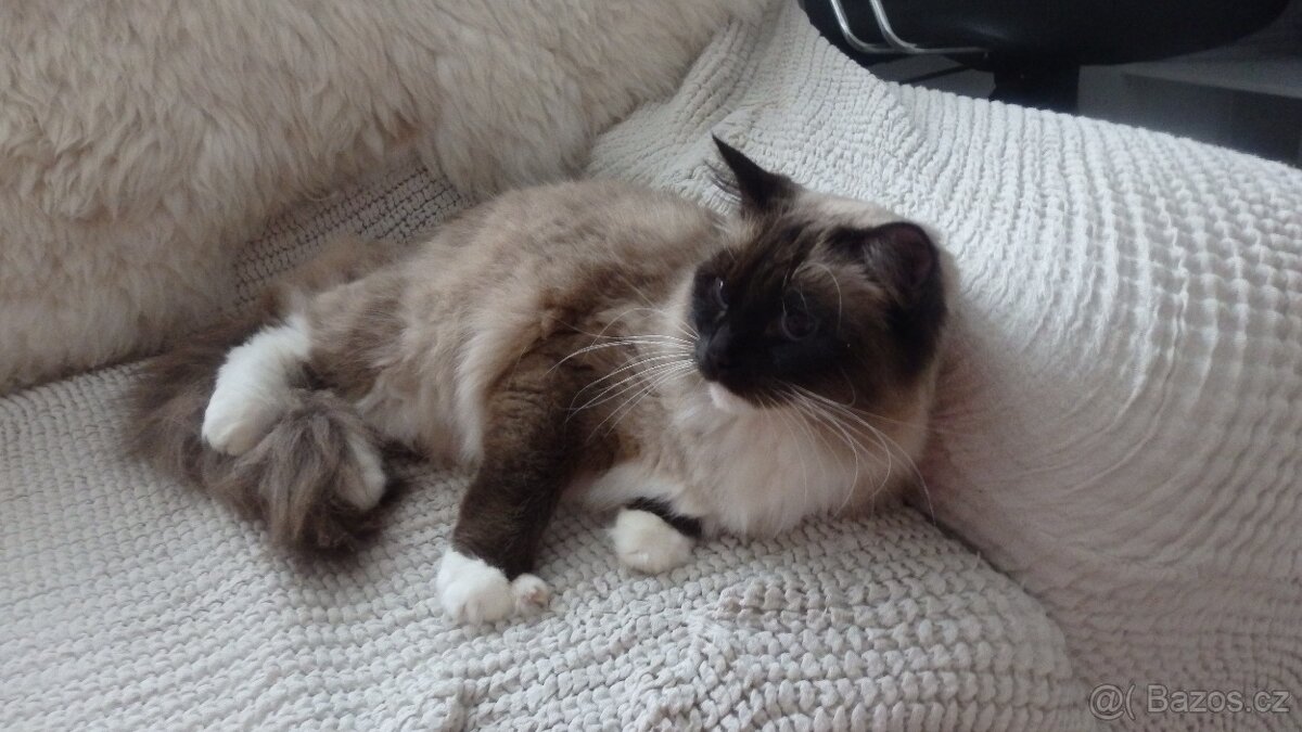 ragdoll,radgoll,dospelé mačky - 10