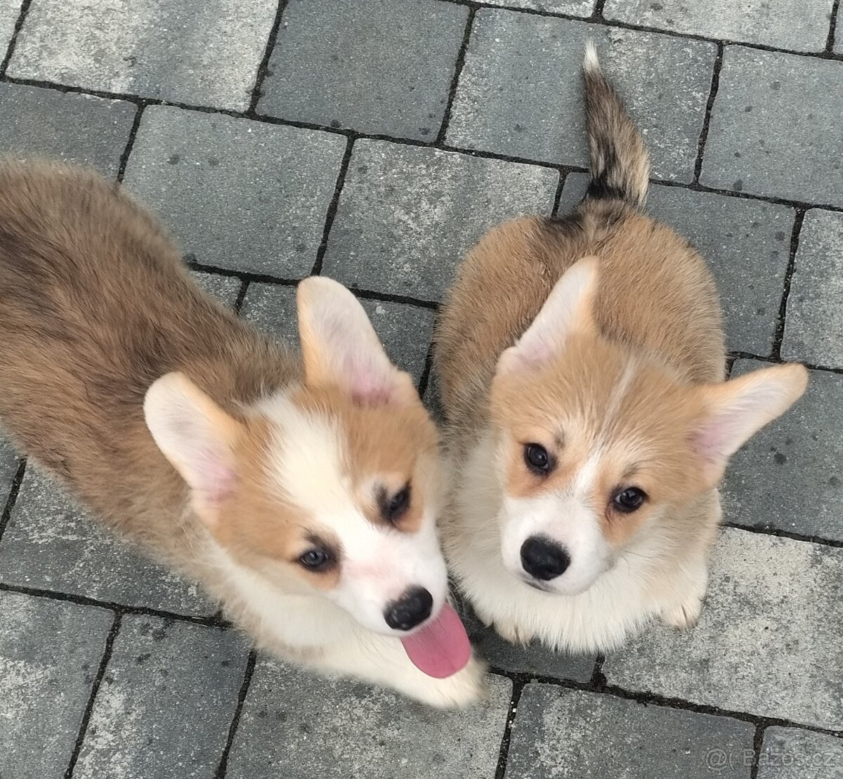 Welsh Corgi Pembroke - 10