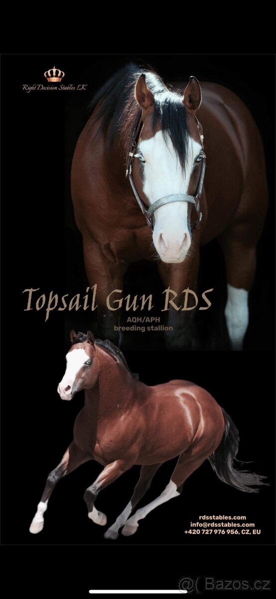 Perspektívny Žrebček - 10