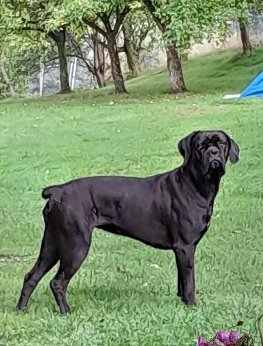 Cane Corso štěňátka BEZ PP - 10