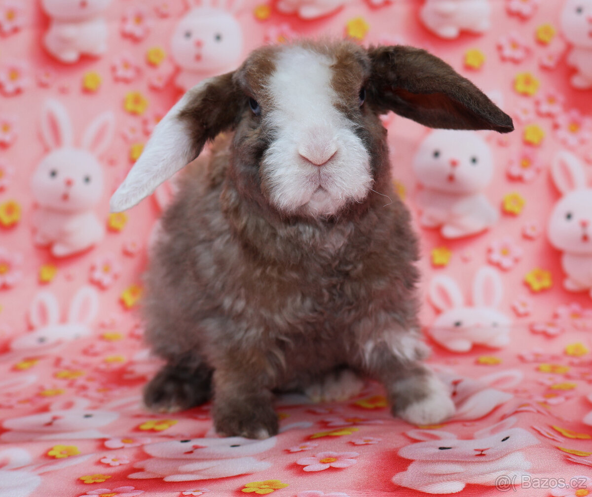 Zakrslý modrooký satén rex beránek maličký sameček - 10