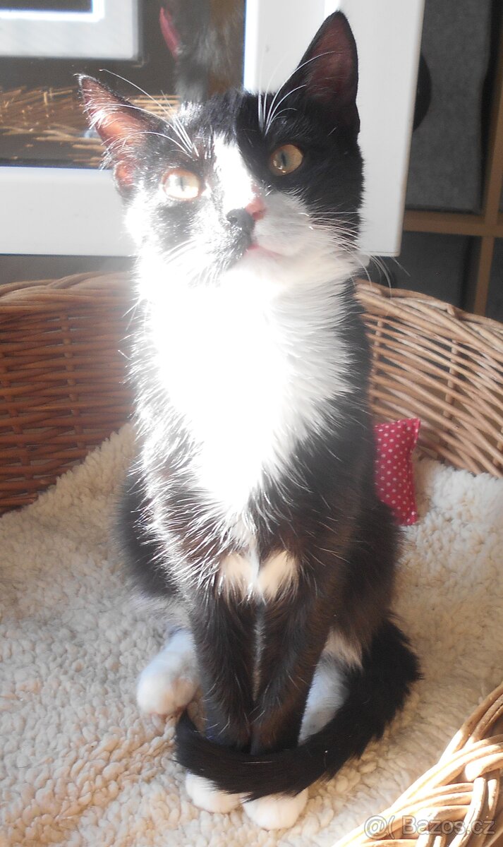 Mazlivý, klidnější 5,5měsíční černobílý kocourek Body - 10