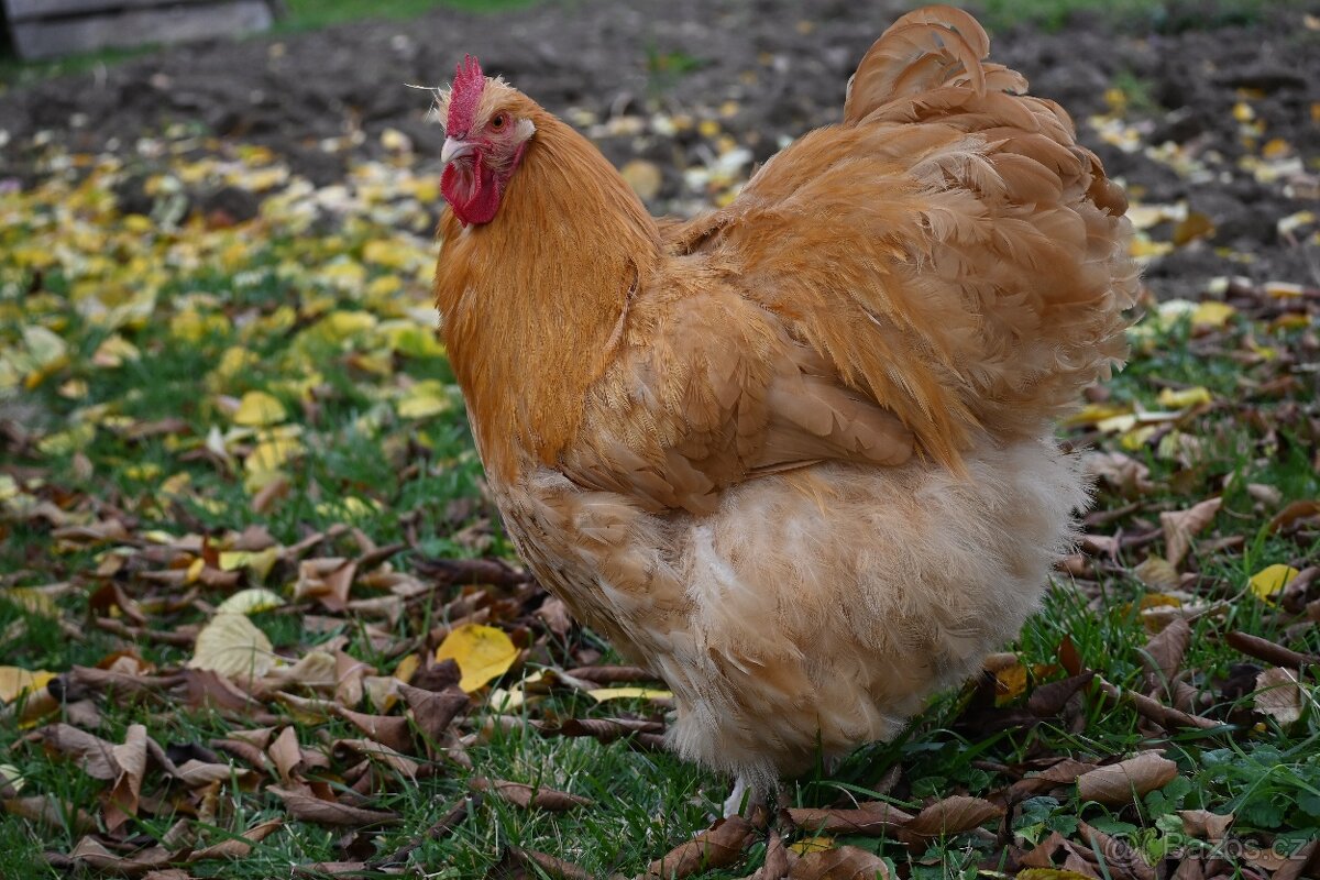 Kohouti orpingtonky - 10