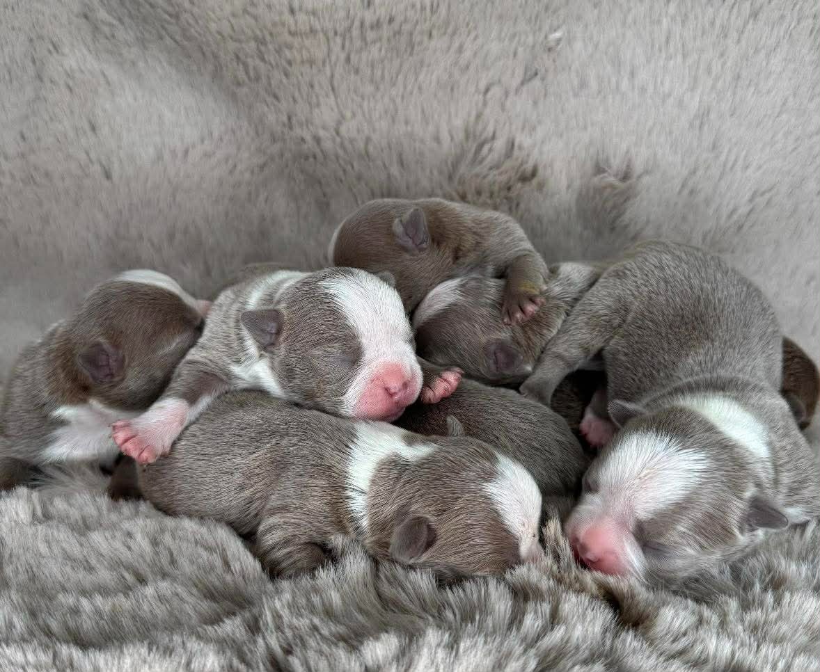 Bostonský teriér s PP- Očekáváme vrh 💖🐶 - 10