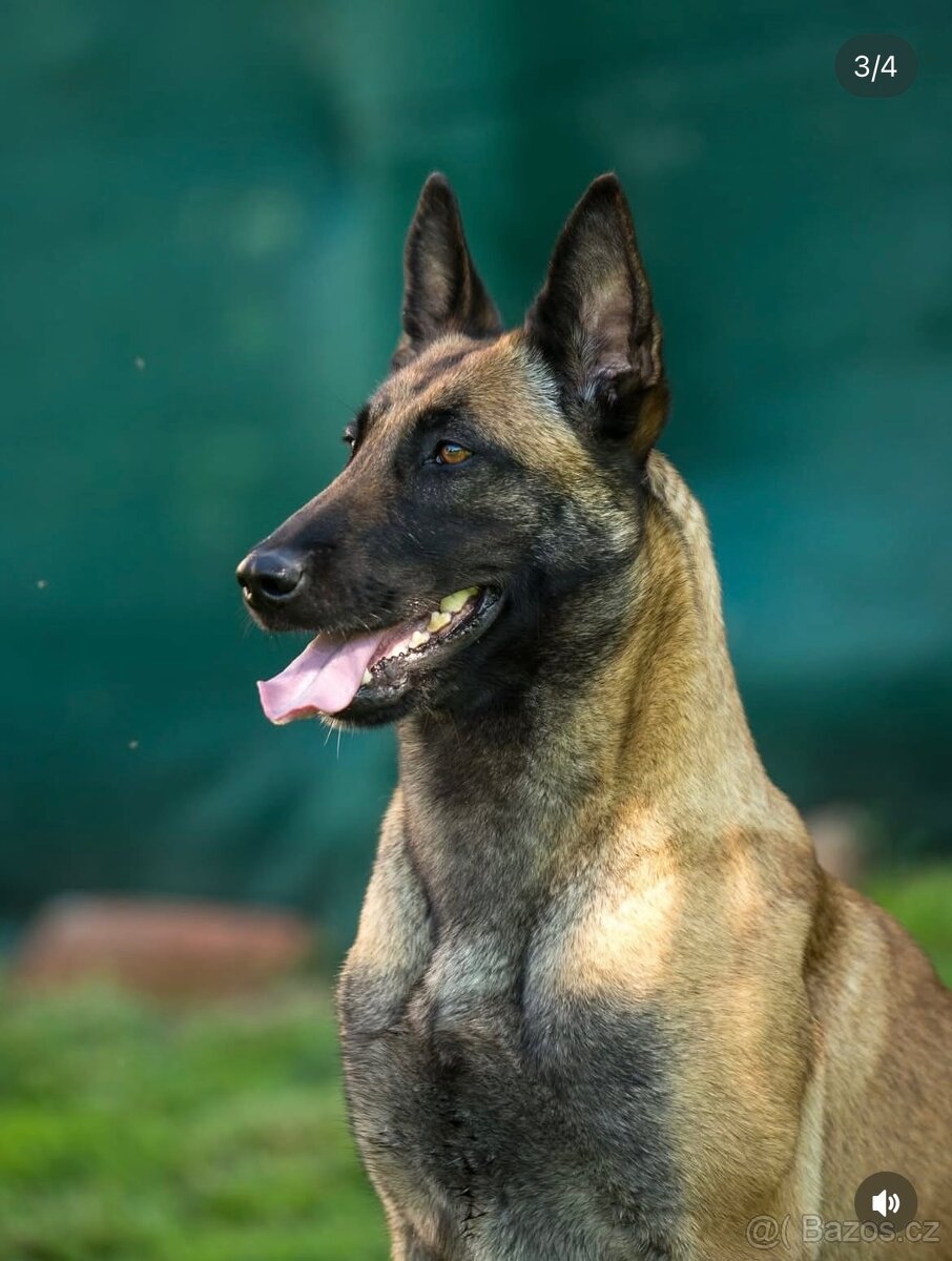 Belgický ovčák malinois - 10