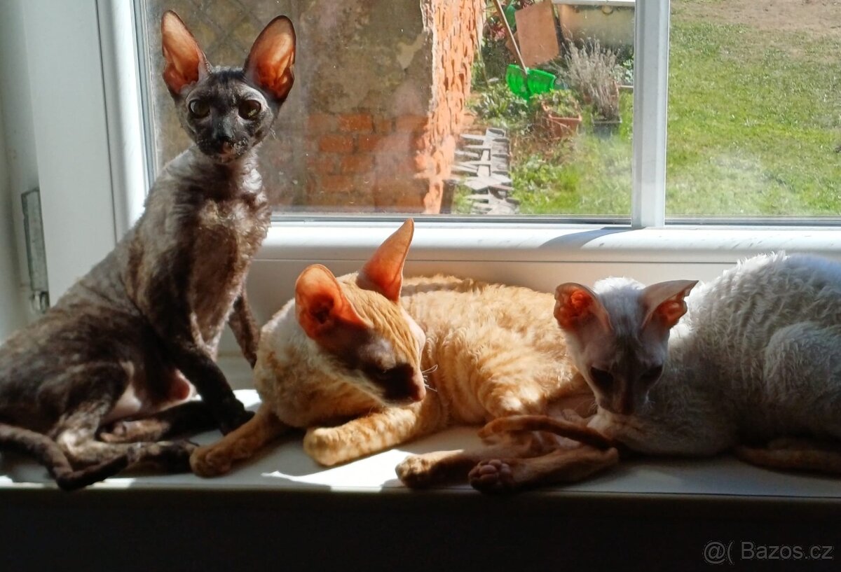 Koťata Cornish Rex s PP - 10