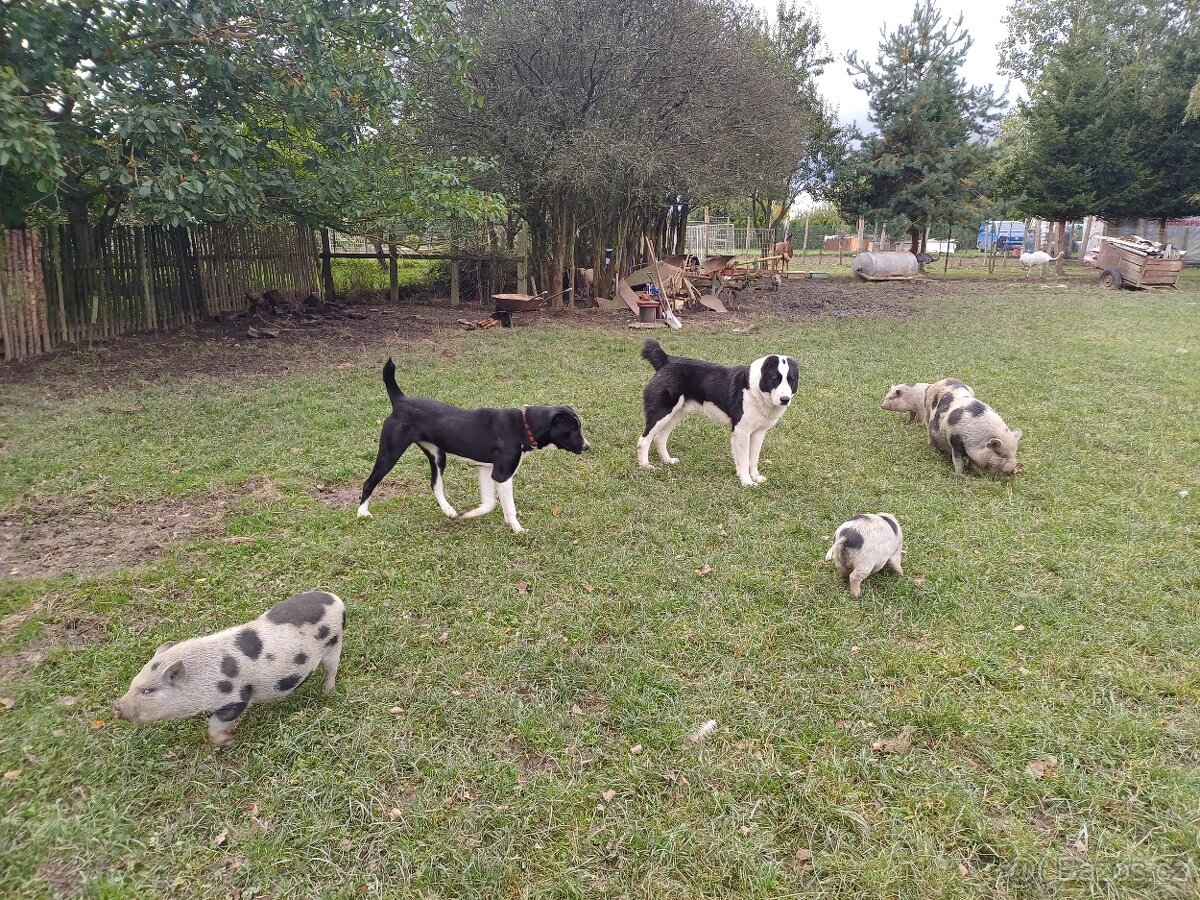 Středoasijský pastevecký pes - 10