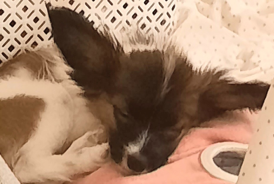 Papillon s PP-pejsek - 10