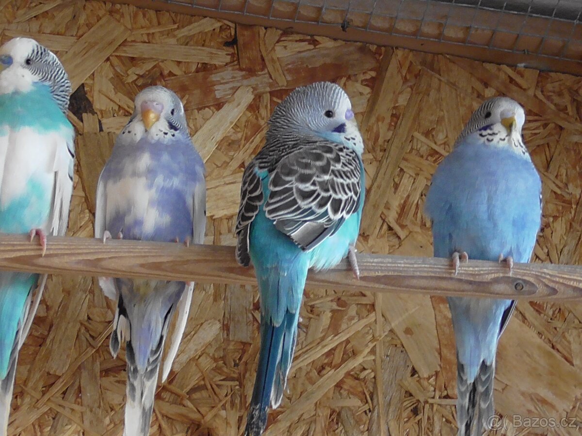 Prodám andulky různých barev - 10