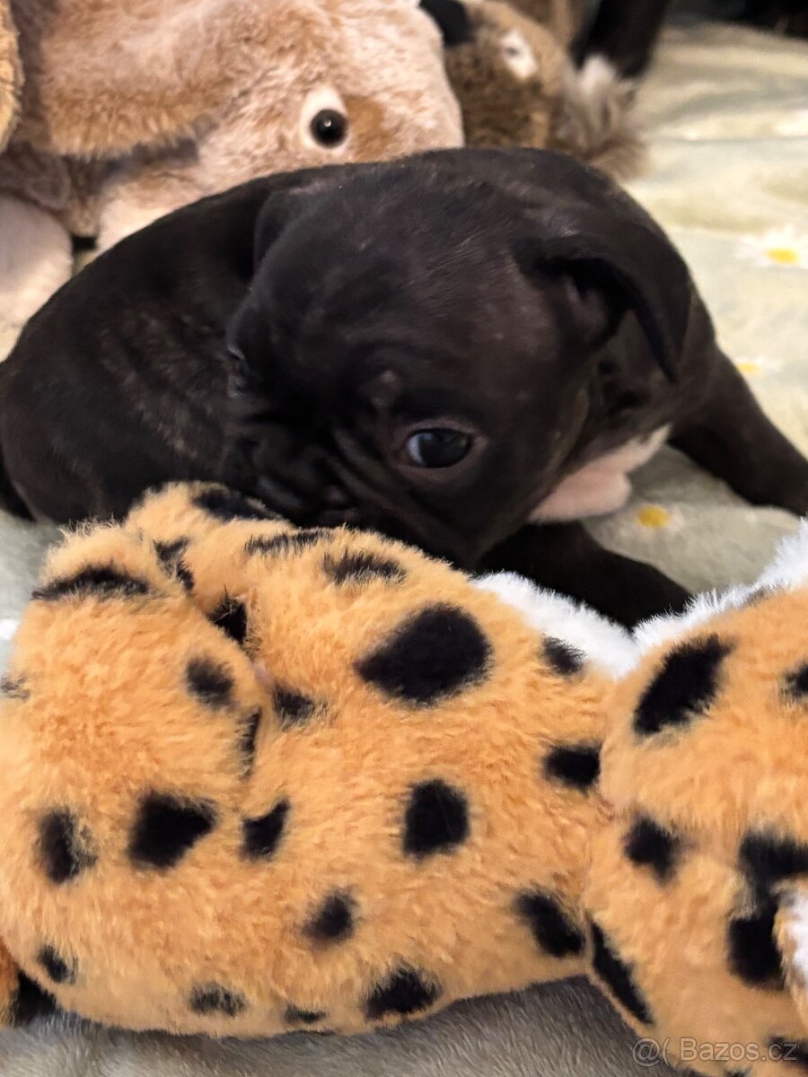 Francouzský buldoček - 10