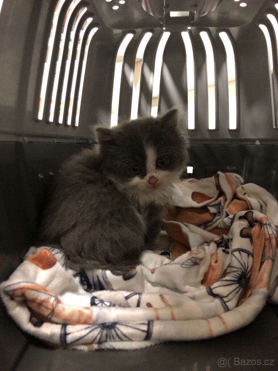 Britský dlouhosrstý kocourek po rodičích s Pp (britská) - 10