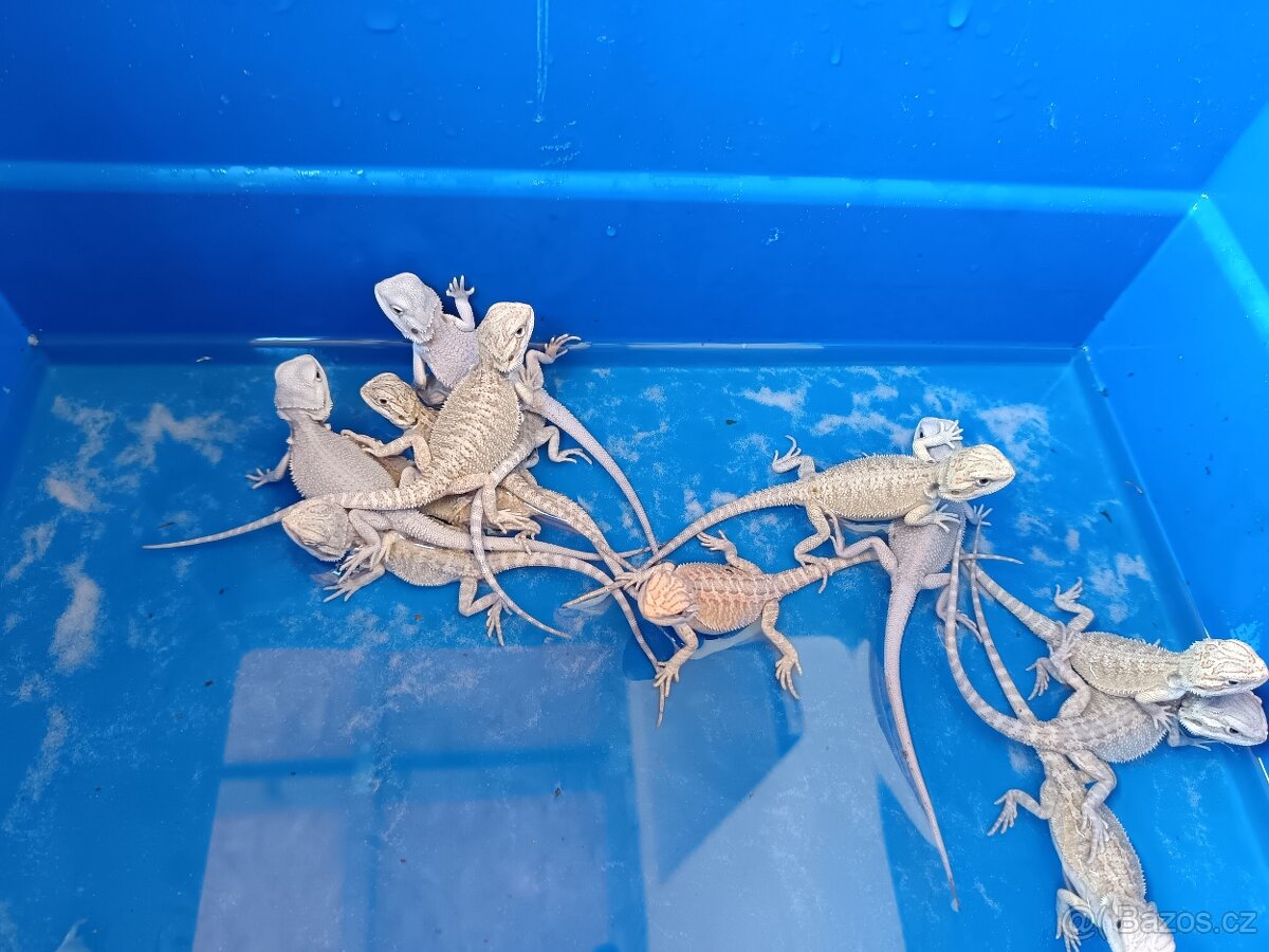 agama vousatá, terárium - 10