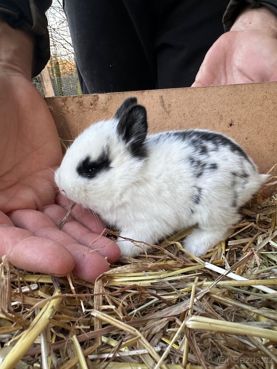 Králík zakrslý kříženec - 10
