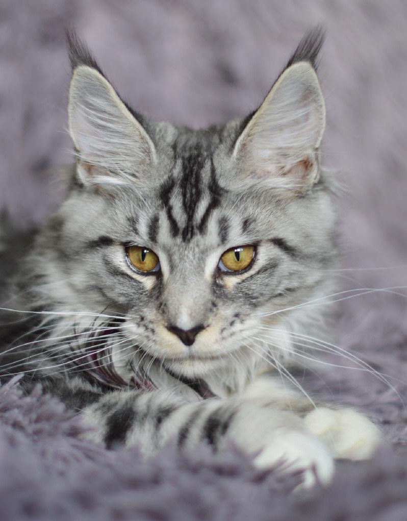 Krásná kočička MCO s PP - 10