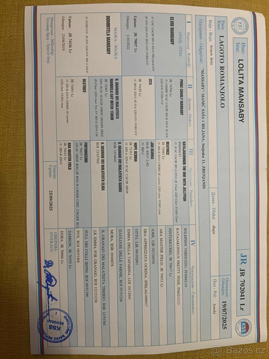 Šteňátka Lagotto Romagnolo - 10