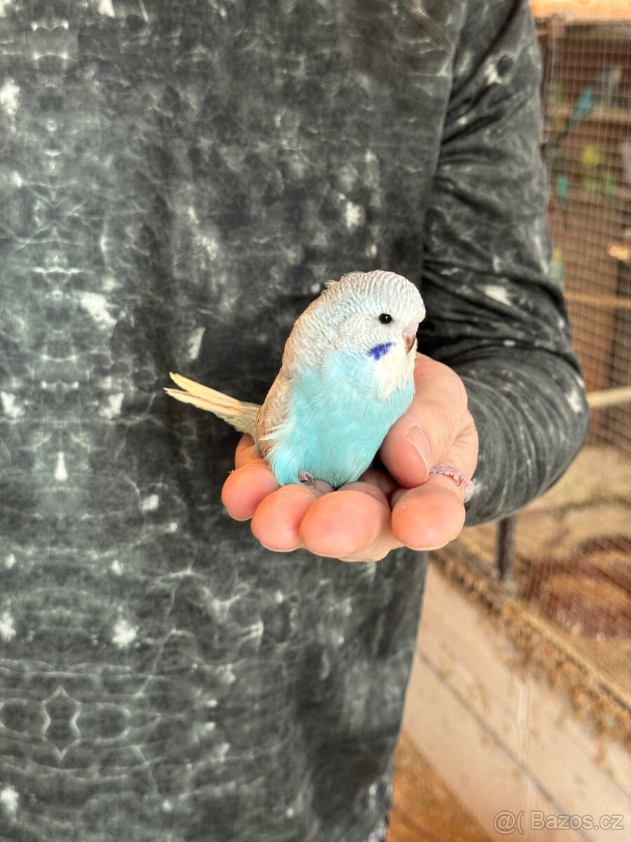 Andulky krotké a ochočené - 10