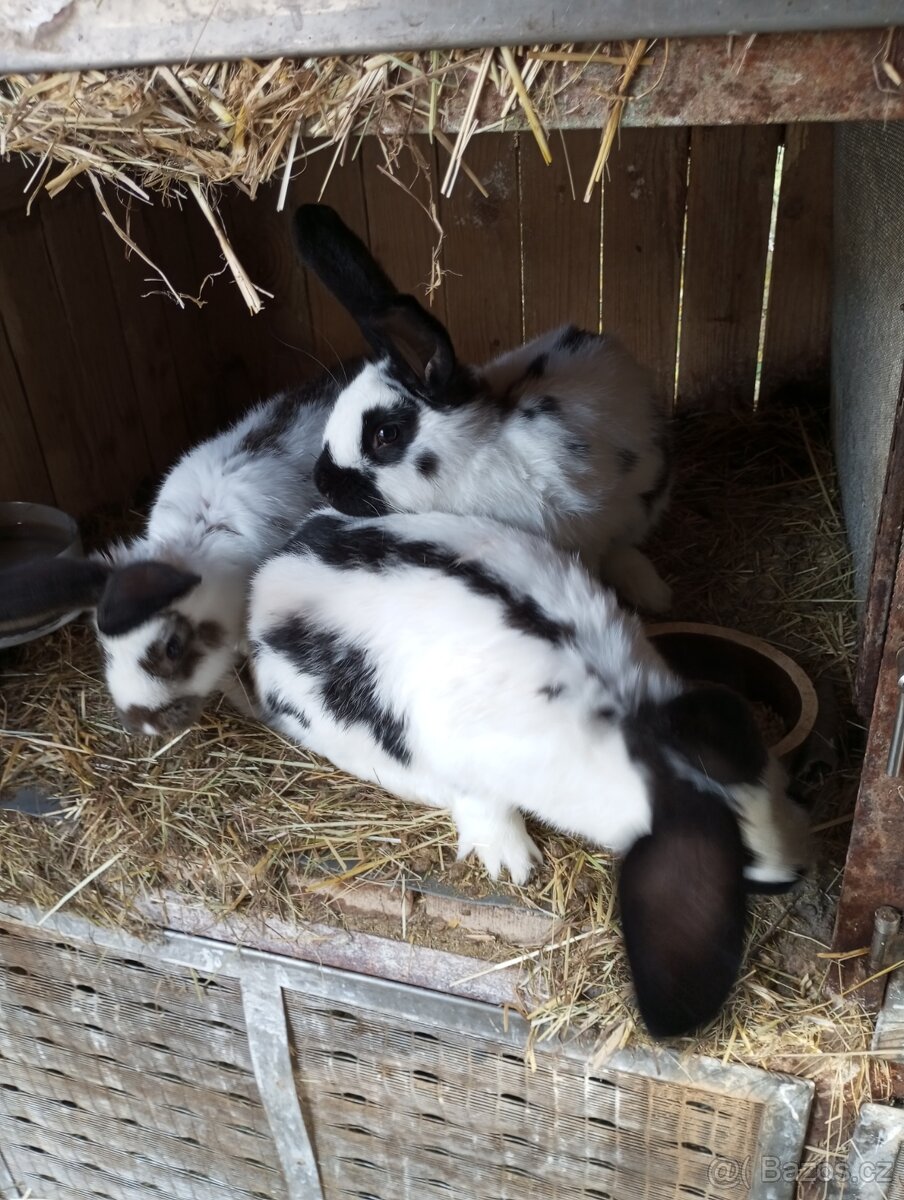 Německý obrovitý strakáč, belgický obr+Nos,Bu - 10