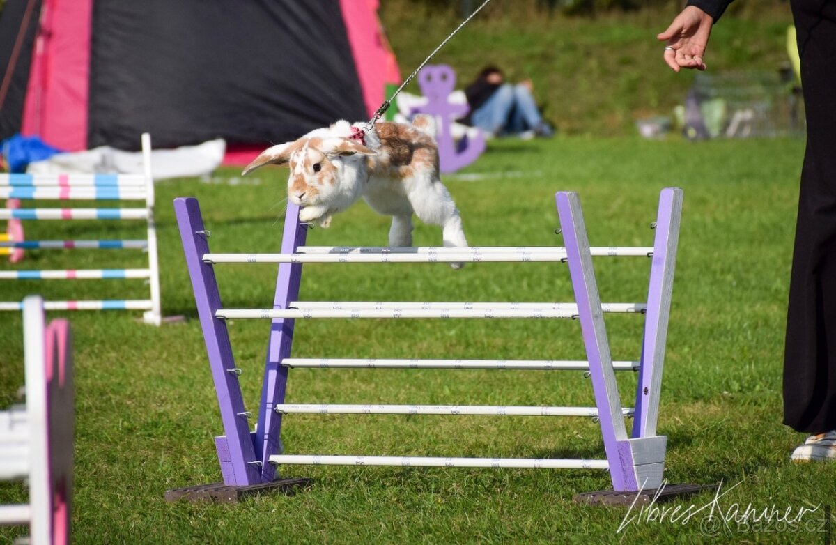 Nabízím předváděcí akci králičího hopu - 10