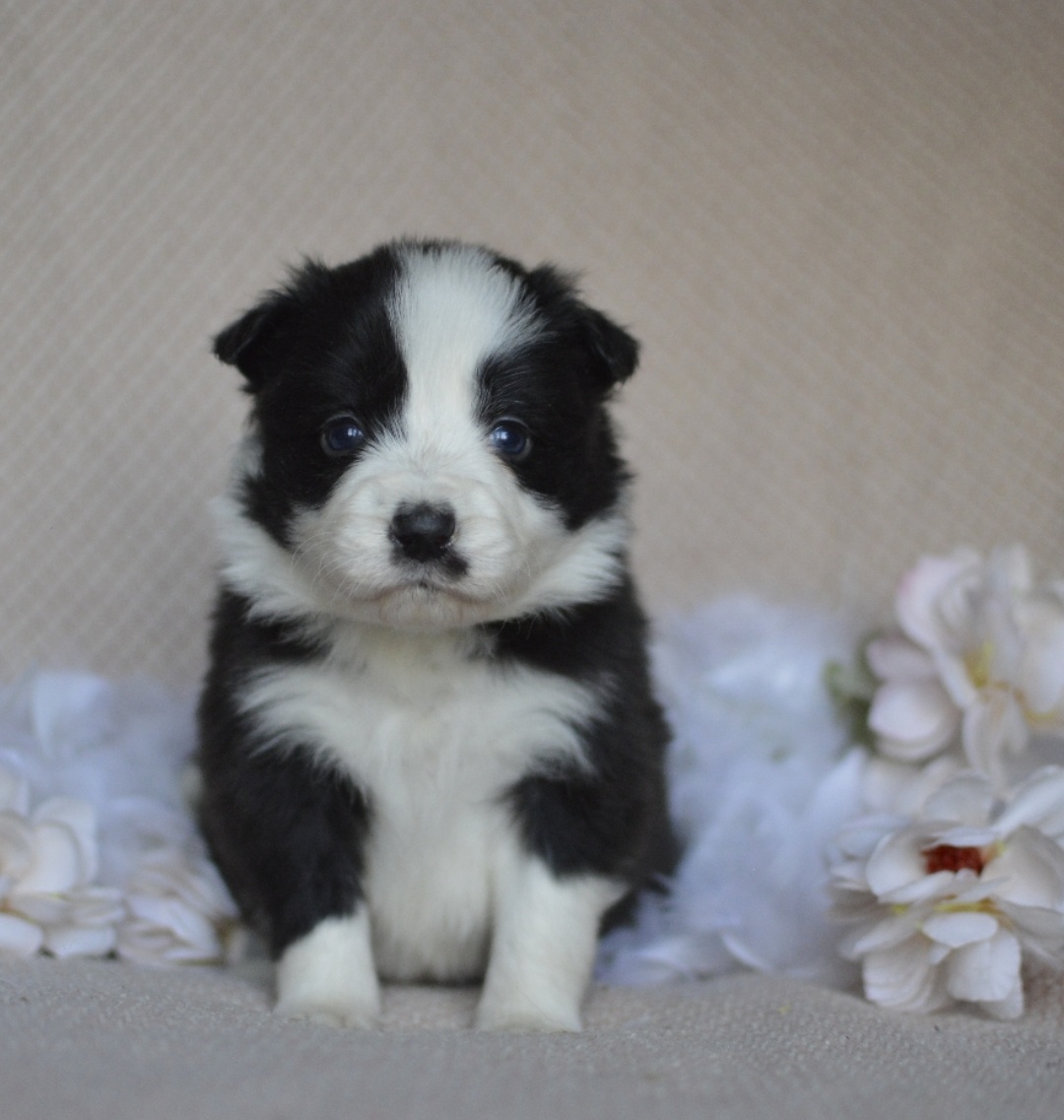 Border kolie s PP - 10