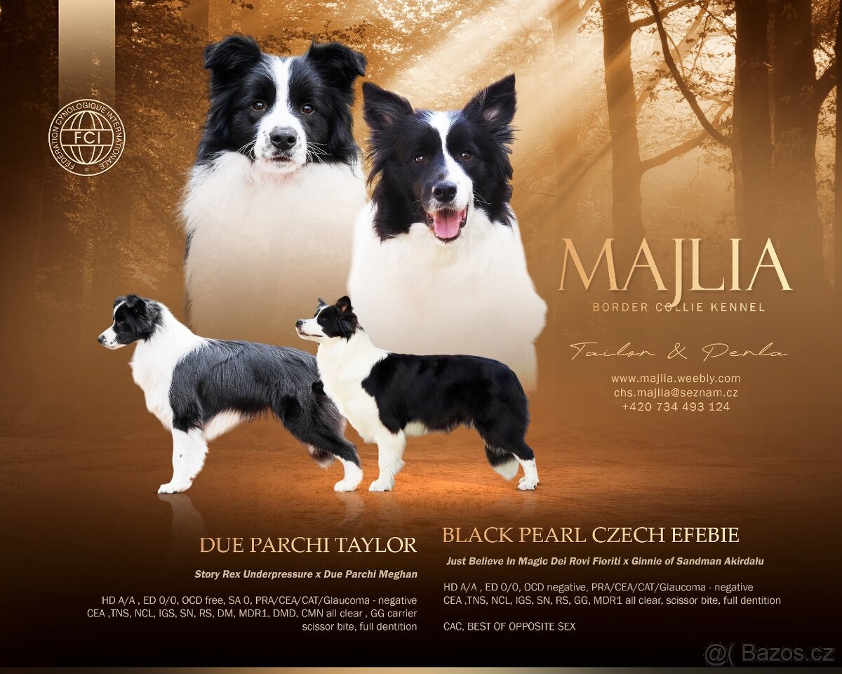 Border kolie s PP - kluci - 10
