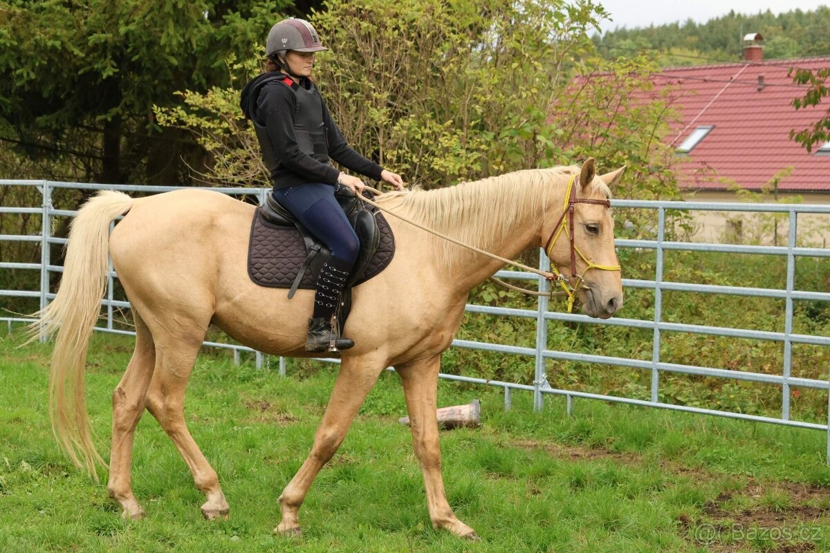 Prodám hřebce Kůň Kinský, - 10