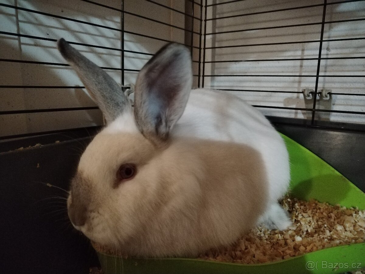 Polozakrsla králička - 10