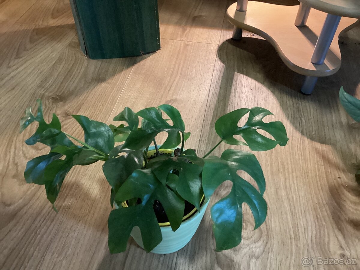 Potosy, Monstera minima - 10