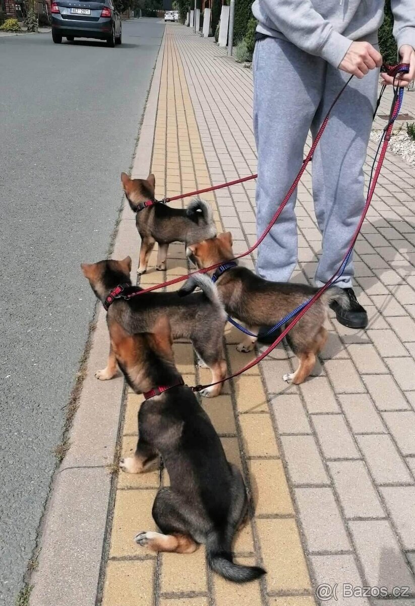 Československý vlčák - Shikoku - 10