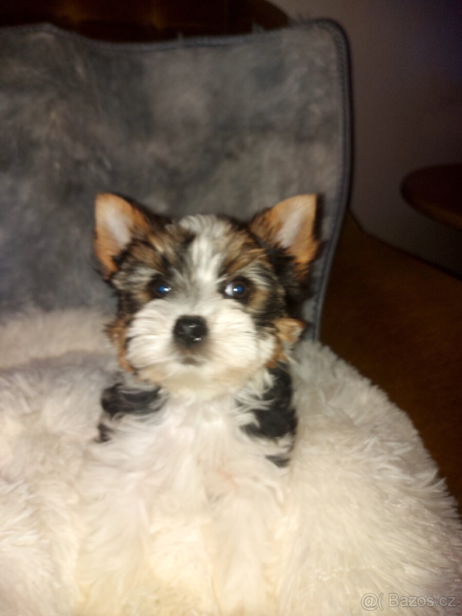 Biewer yorkshire terrier - 10