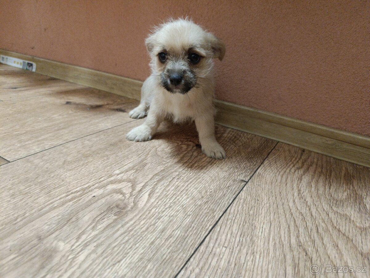 Jorkšírský teriér x maltézský psík - 10