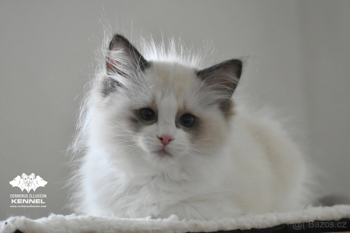 Ragdoll s PP – nádherná seal bicolor kočka na výstavy a chov - 10
