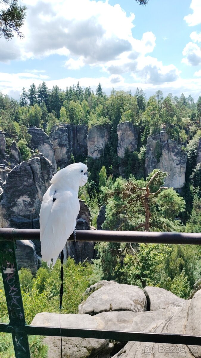 ZÁŽITKOVÝ PROGRAM S PAPOUŠKY - 10