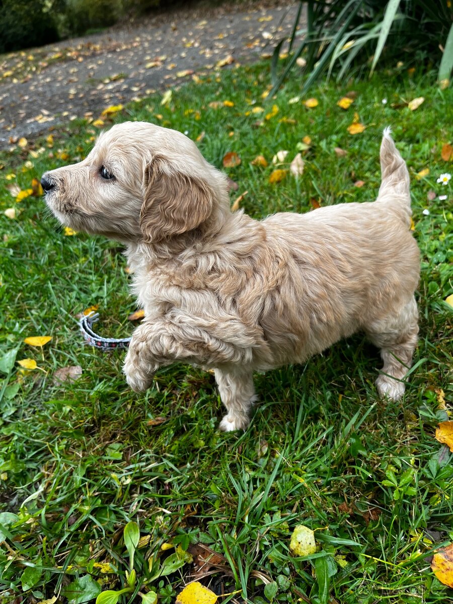 Goldendoodle šteniatka F2 - 10