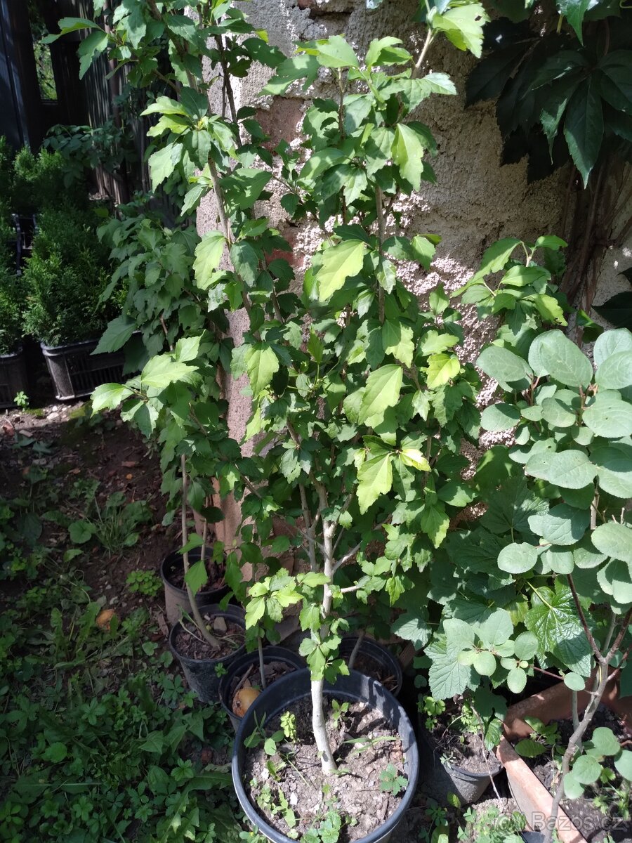 Ibišek syrsky-keř s napadnými květy. ♤ - 10