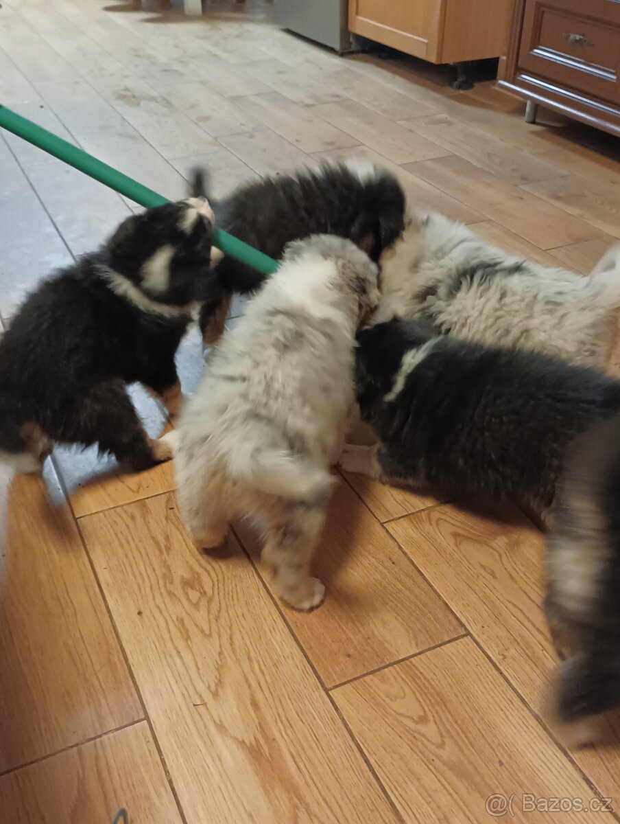 Australský ovčák s PP - 10