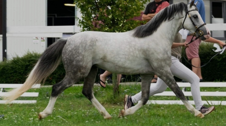 Lusitano x Welsh B - 10