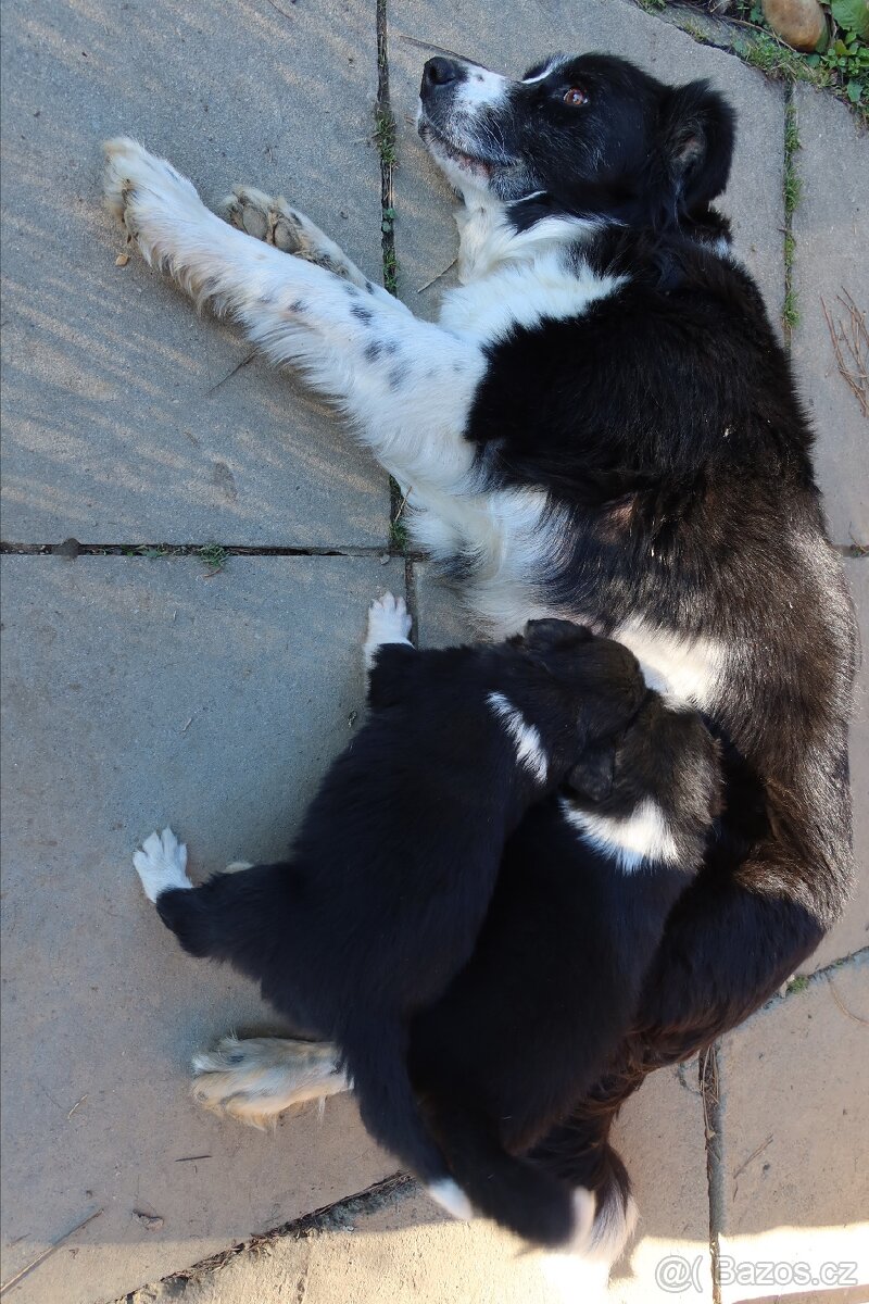 Štěňata Border kolie - 10