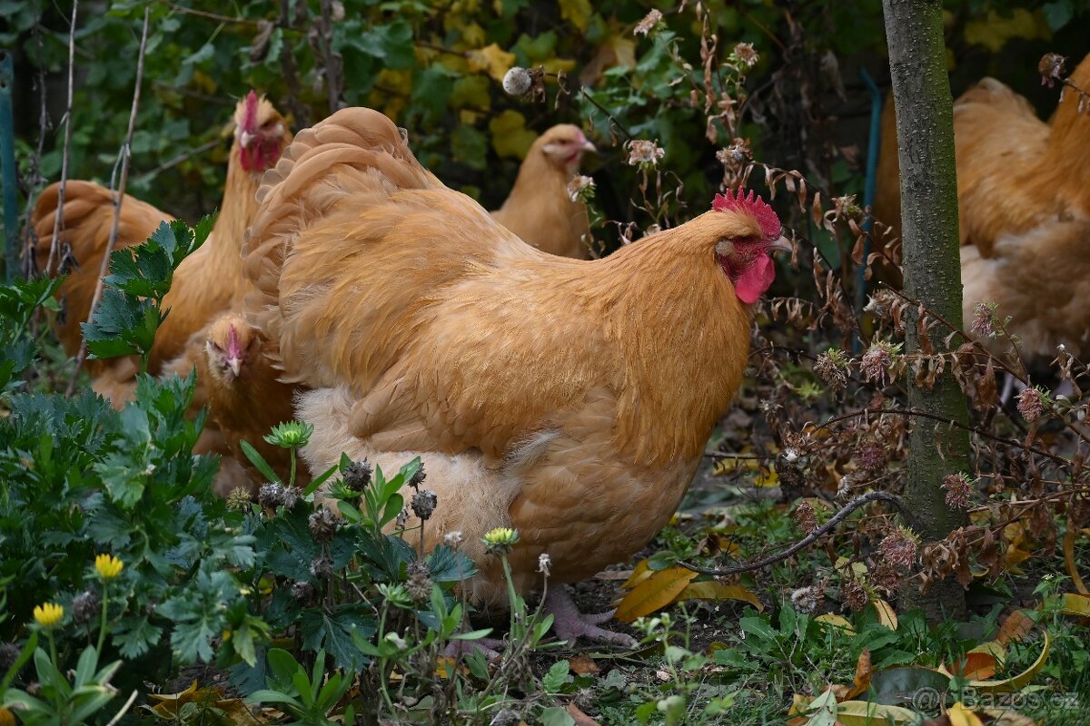 Kohouti orpingtonky - 10