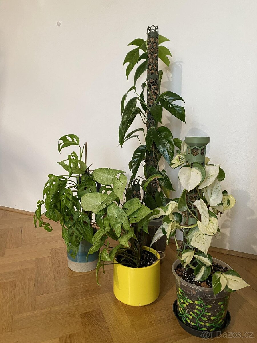 Rašeliníkové opory pro rostliny - 10