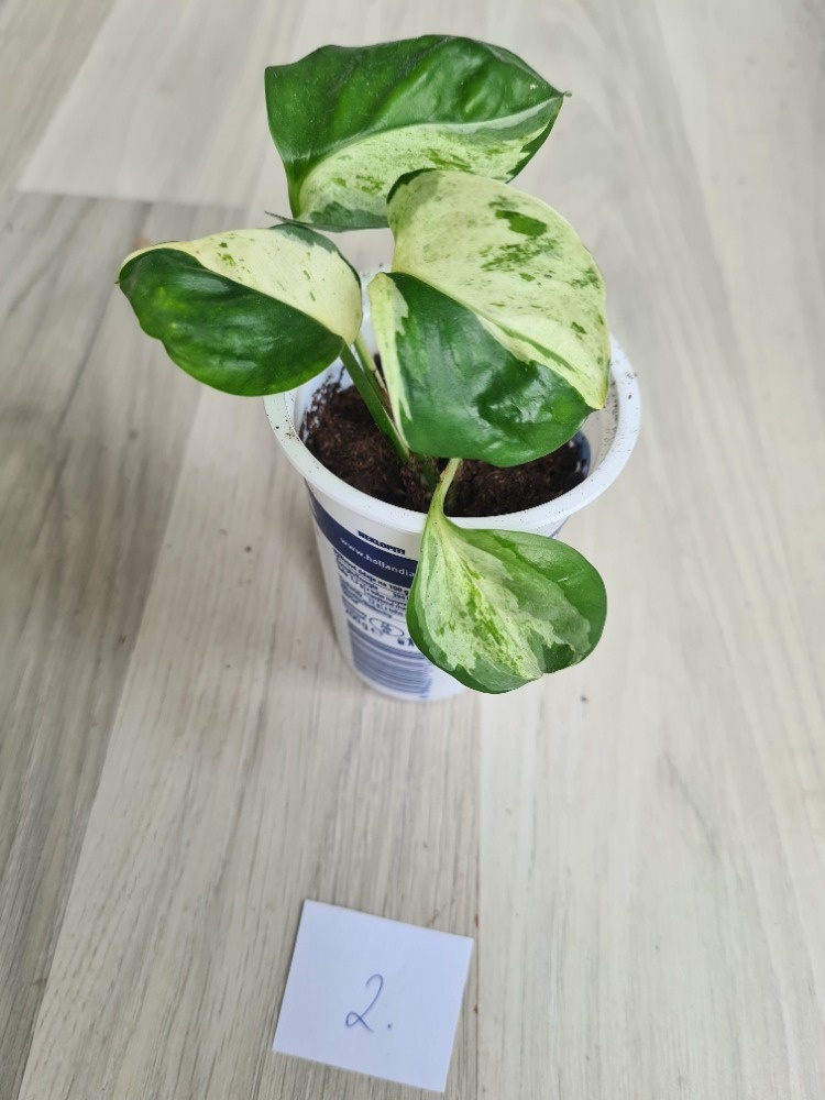 Rostliny, kytky, pokojovky - 10