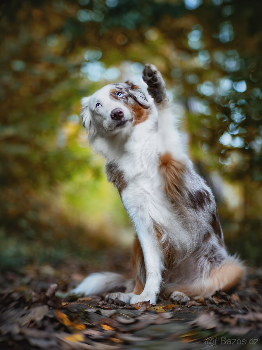 Meopta Meostigmat 50/1 Micro 4/3 - 10